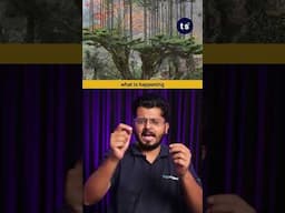 Why Japan Grows Trees on Top of Trees | The Ancient Art of Daisugi #shorts #science