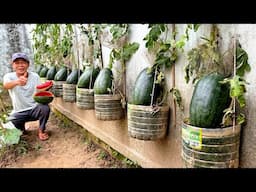 Tips Growing Watermelon Few People Know, No Cost Penny, Unbelievably Effective!