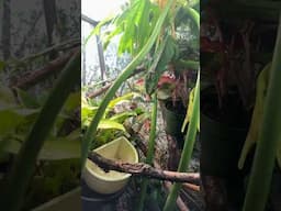 Chameleon eats hornworm!