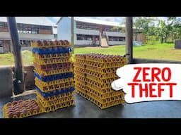 Thieves always Avoid my Farm (Here is My Secret)