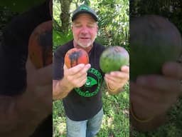 Why is the Kent variety Mango so popular? #farmlife #mango￼
