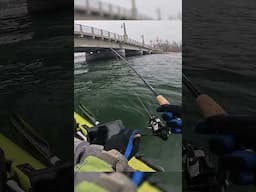 early spring #blackfish on artificial?! #kayakfishing #tautog