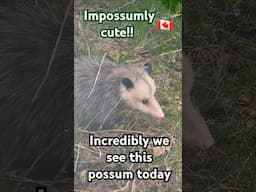 What a nice surprise to see this possum today!