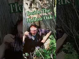 Exploring A Magical Hollow Oak Tree 🌳 #enchantedforest