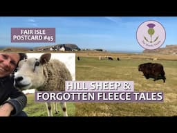 Fair Isle Postcard #45 Hill Sheep & Forgotten Fleece Tales        #shetland #fairisleknitting #croft