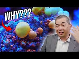 What Makes Corals Bounce?