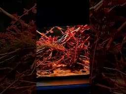 Inspired by the Amazon 🍂 #shorts #blackwateraquarium #tannins #aquascape