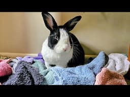 BAD RABBIT BUILDS A FORT