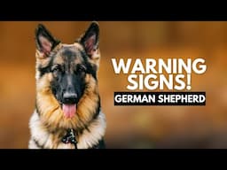 5 Signs Your German Shepherd Dislikes You