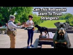 Watch This Rottweiler Learn to Trust Strangers (Pro Trainer's Transition Method)