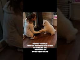 She doesn’t know it yet ❤️ #dog #samoyed #family #fun