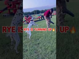 Rye Is Making Great Progress