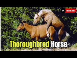 Thoroughbred Secrets of the World’s Fastest Horses