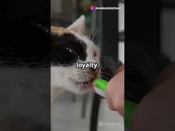 AI video on how to bond with your cat!