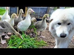 The Ultimate Farm Chore Experience