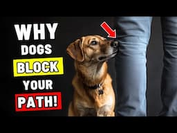 If Your Dog Blocks Your Path, This Is What They’re Trying to Say