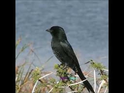 Fork tailed Drongo    (clip-125a)  #africa  #africansafari #birds #birdlovers