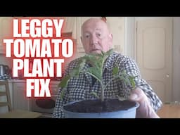 A leggy tomato plant fix [Container Gardening ]