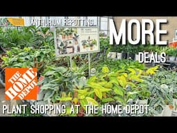 Finding Art Deco Rivera Schismatoglottis Wallichii at the Home Depot | Big Box Store Plant Shopping