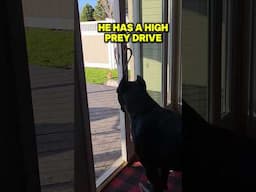 Testing My Cane Corso's PREY Drive #canecorso #shorts #dog