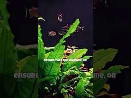 Java Fern🌿 Easiest Aquarium Plant for Beginners 🌿