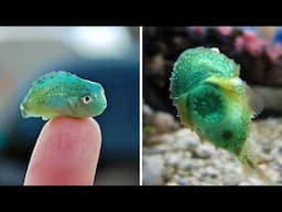 10 Strange Creatures You Have Never Seen!