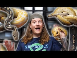 Checkout These BALL PYTHONS!