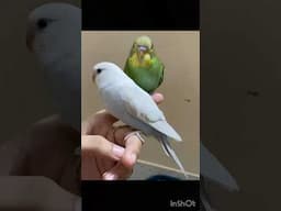 #birds #budgielove #budgiesfamily #babybudgies