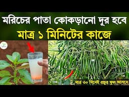 মরিচের পাতা কোকড়ানো দূর হবে - মাত্র ১ মিনিটের কাজে - ৩০ দিনে প্রচুর মরিচ আসবে - মরিচ চাষ পদ্ধতি