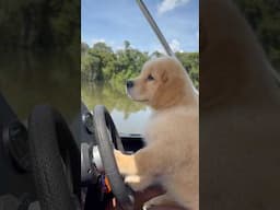 O CACHORRO PESCADOR!!#cachorro#john#pescaria