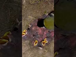Tit (Parus major), feeding young birds_Hollows and their inhabitants #birds