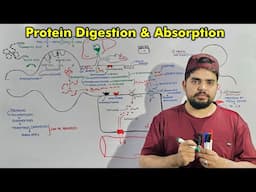 Digestion and Absorption of Proteins: Detailed Lecture