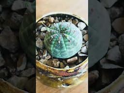 Rare & Unique Succulents You’ll Want in Your Collection!