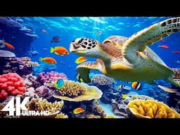 Marvel at Sea Animal in The Best 4K ULTRAHD Aquarium 🐠 Dive Into The Mesmerizing Underwater Realm
