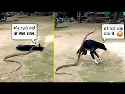 अचानक सांप को अपने ऊपर देख कुत्ता शदमे में आ गया 😂🤣ll when Animal messed with wrong opponent