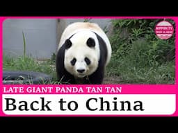 Late panda Tan Tan to be returned to China as taxidermy, skeletal specimen