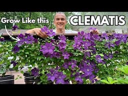CLEMATIS - How to Grow Lots of Flowers - Training Vines Tutorial