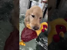 Chicken! 🐓 Banana!🍌