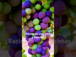 ¿Vino con racimo de uvas tintas y blancas? #vino #bartender #wine #restaurant #sommelier #bar
