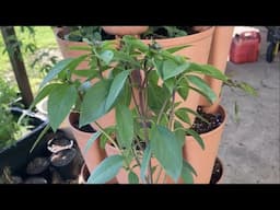 Planting My Tower of Power! Greenstalk!