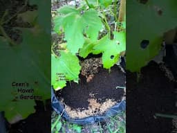 Organic Fertinizer | Planting Bitter Melon #viralshort #gardening #garden #viralvideo #garden #viral