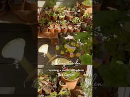 Creating a medicinal plants herbal tea garden on my small balcony 👩🏻‍🌾🪴 [story #80]