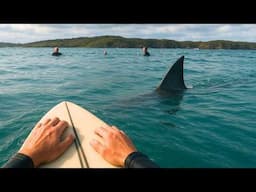 This Is Why You Shouldn’t Swim with Great White Sharks