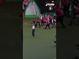 Frantic Flyball at Crufts 2025