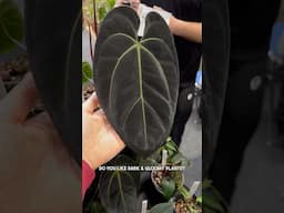 Do you like dark and gloomy or bright and colourful?! ♠️🌈 Check out these stunning dark Anthurium♠️