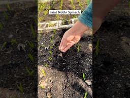 Week 2: Indoor Seeding Round 2 (Beans & Cucumbers) + Direct sowing Spinach & Carrots in Garlic Rows!