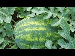 What type of fertilizer do I use on my watermelons and why
