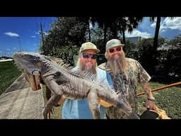 Iguana Hunting in the Urban Jungle of South Florida! Invasive Crab Bait !