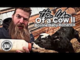 Bovine Baby Bonanza (Life of a Cow II)