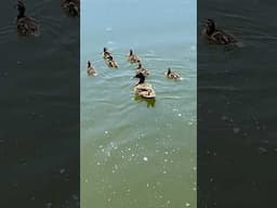 Baby Mallard Ducklings Swimming in our Lake